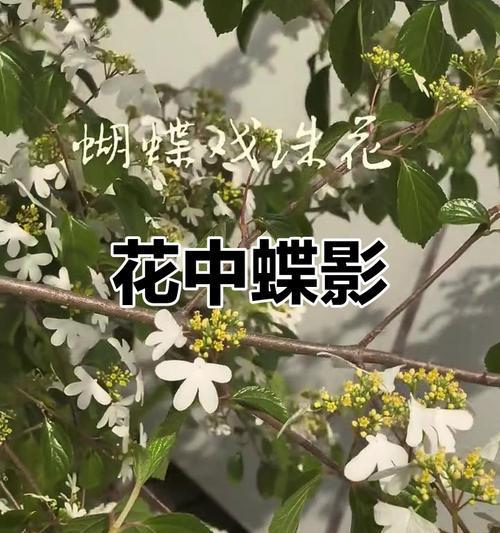 蝶舞花的象征意义是什么？