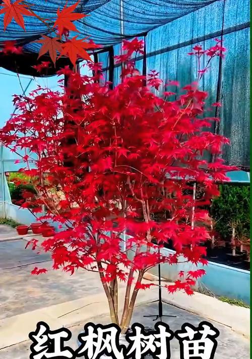 枫叶的花语和代表意义是什么？