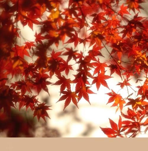 枫叶的花语和代表意义是什么？