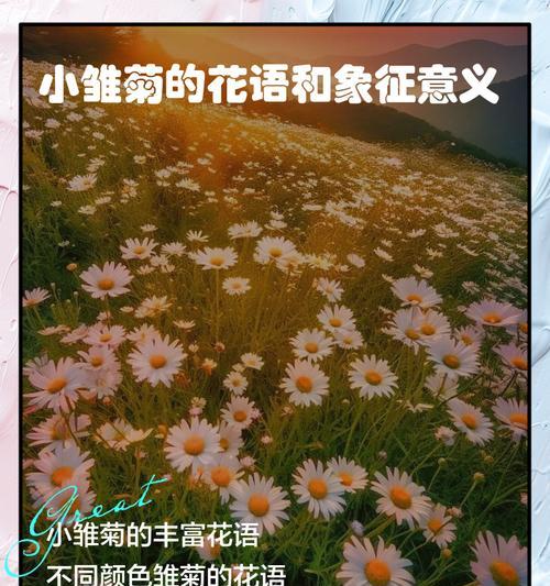 小雏菊的花语含义和背后隐藏的是什么？