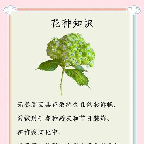 渺小的花有哪些寓意？这些花象征着什么？