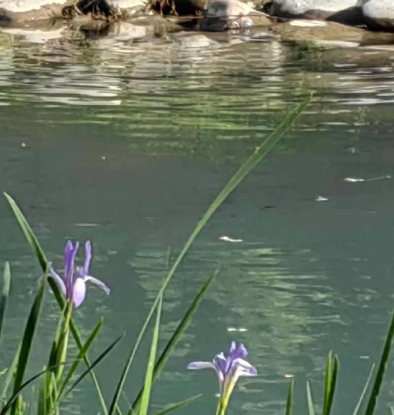 渺小的花有哪些寓意？这些花象征着什么？