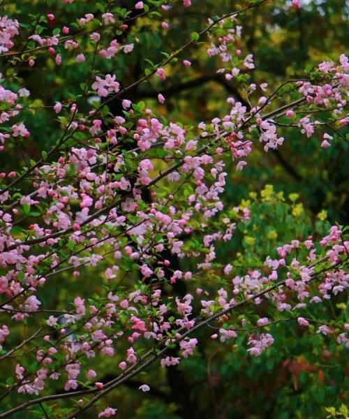 渺小的花有哪些寓意？这些花象征着什么？
