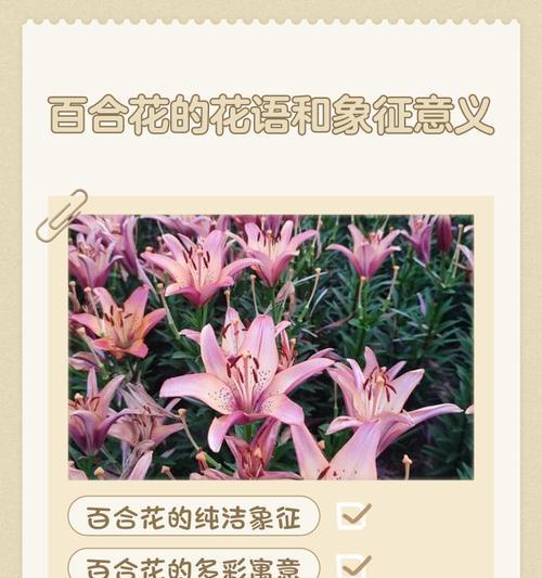 簪花的意义和花语是什么？