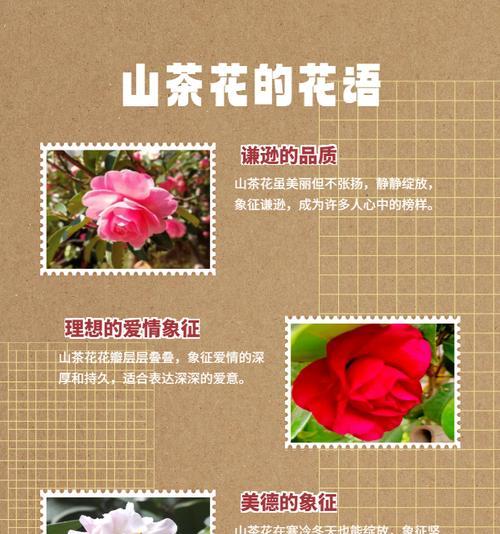 簪花的意义和花语是什么？