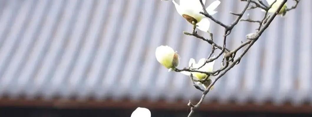 白露时节象征性的花有哪些？它们的名字是什么？
