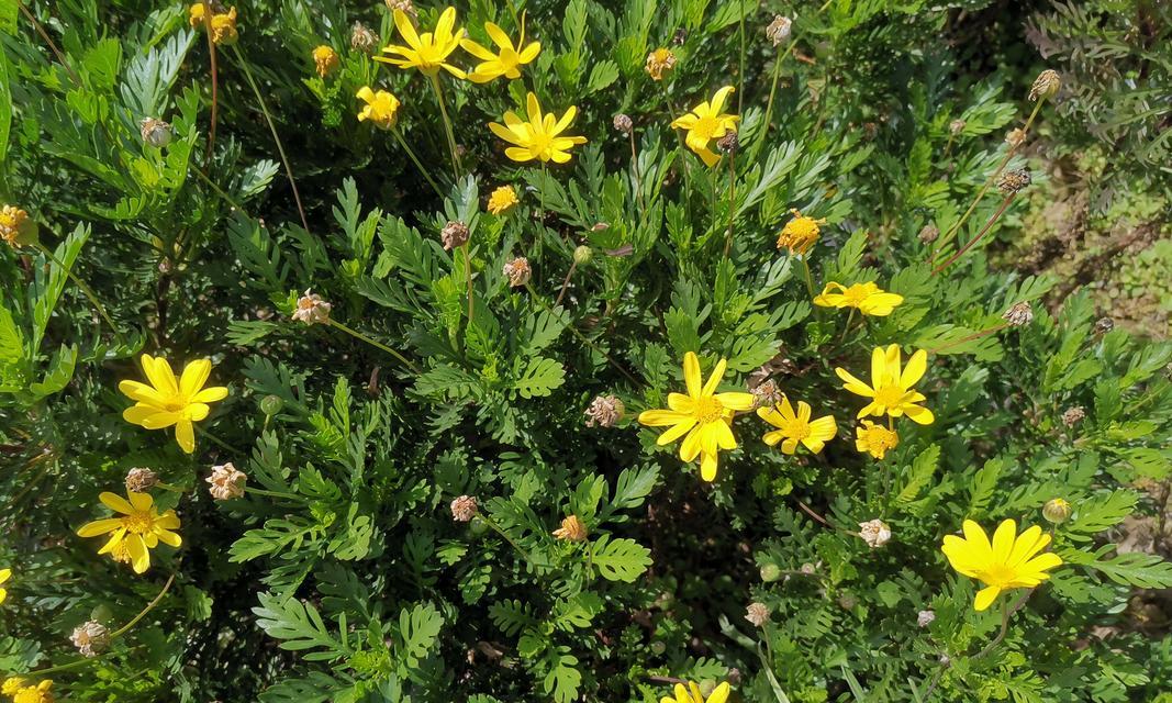 悲悯的象征花代表什么情感？象征悲悯的花有哪些？