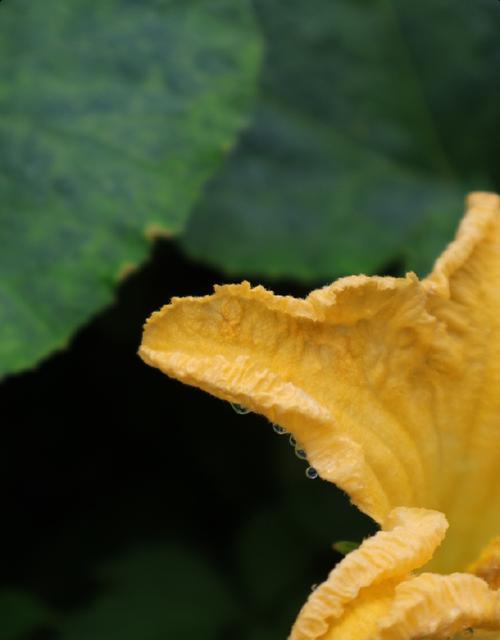 南瓜花的寓意是什么？送南瓜花代表什么意义？