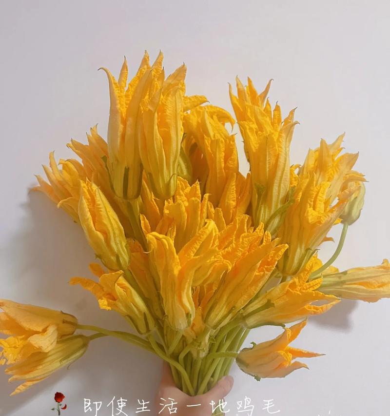 南瓜花的寓意是什么？送南瓜花代表什么意义？