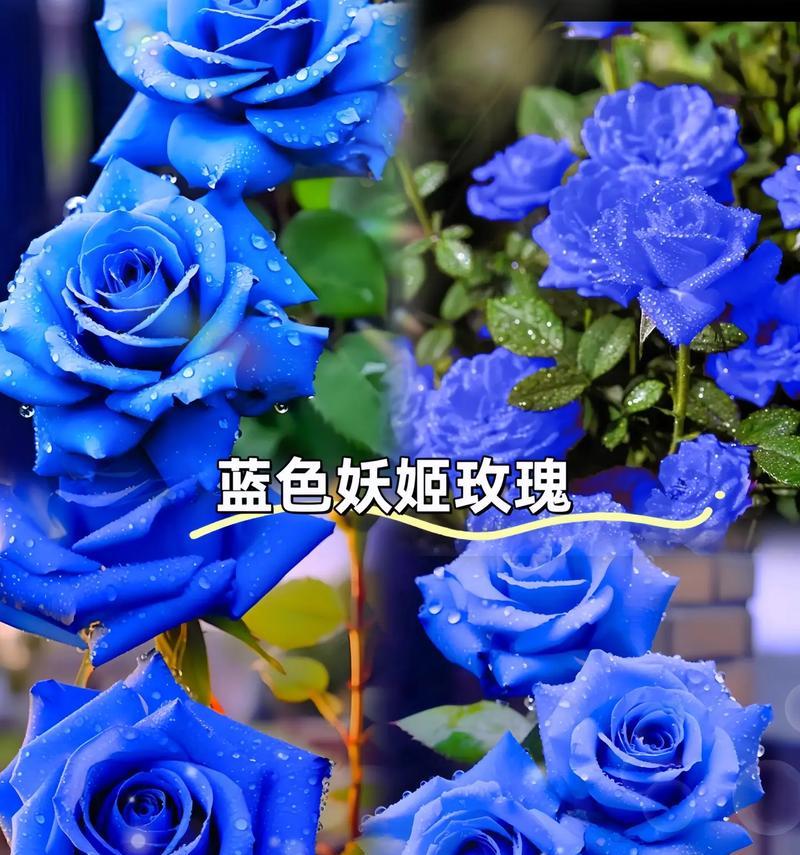蓝色曼陀罗的花语是什么？它如何表达爱意？