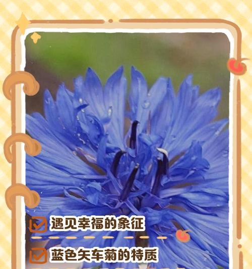 蓝色曼陀罗的花语是什么？它如何表达爱意？