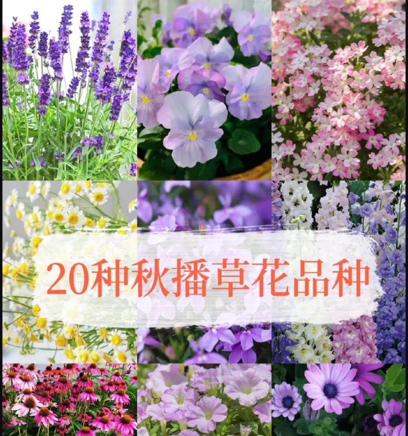 送姑姑花卉的寓意有哪些？如何选择合适的花？