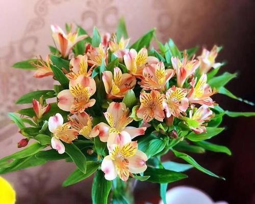 送姑姑花卉的寓意有哪些？如何选择合适的花？