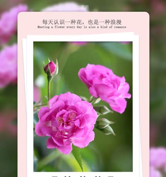 花的全部含义是什么？花语在不同文化中的意义？