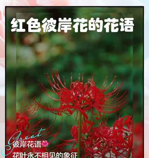 花的全部含义是什么？花语在不同文化中的意义？