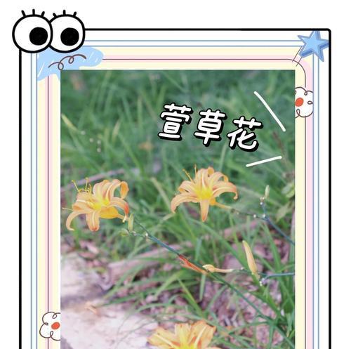 忘忧花是什么意思？忘忧花的寓意有哪些？