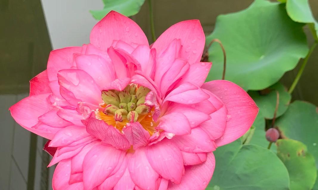忘忧花是什么意思？忘忧花的寓意有哪些？