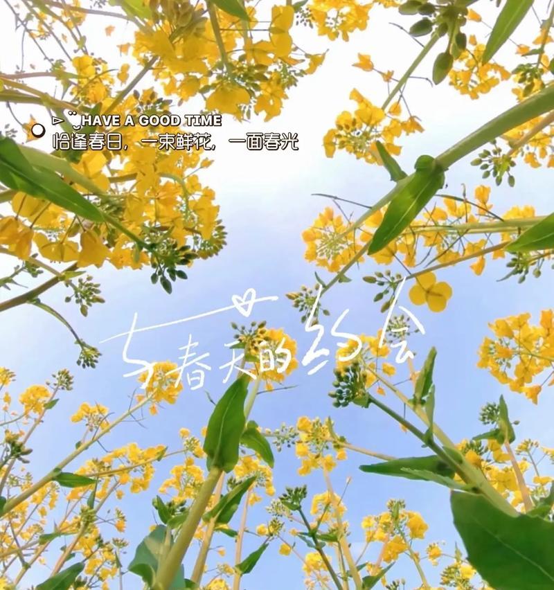 哪种花代表“我等你”？花语中表达等待的含义是什么？