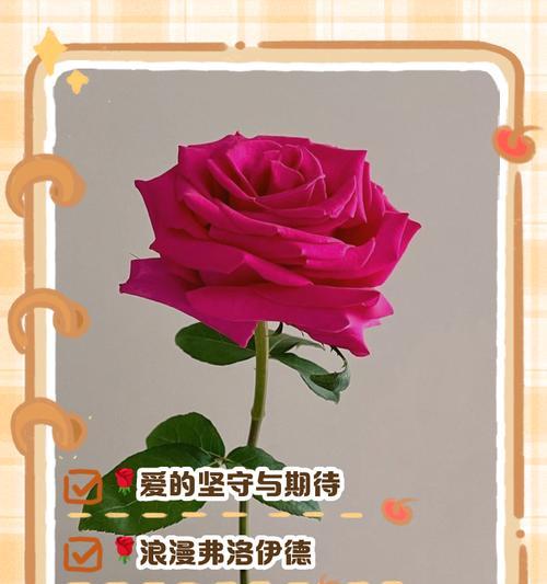 橘色玫瑰花语代表了什么情感？花语中有哪些含义？