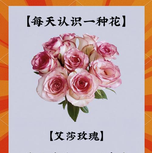橘色玫瑰花语代表了什么情感？花语中有哪些含义？