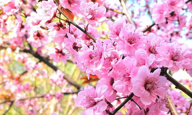 逆转属性的花象征着什么？它们代表了哪些特殊含义？