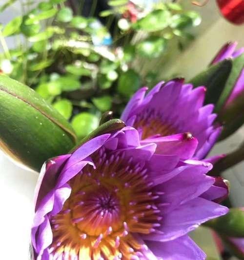 逆转属性的花象征着什么？它们代表了哪些特殊含义？