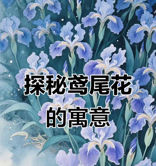 鸢尾花的花语含义是什么？它象征了哪些情感？
