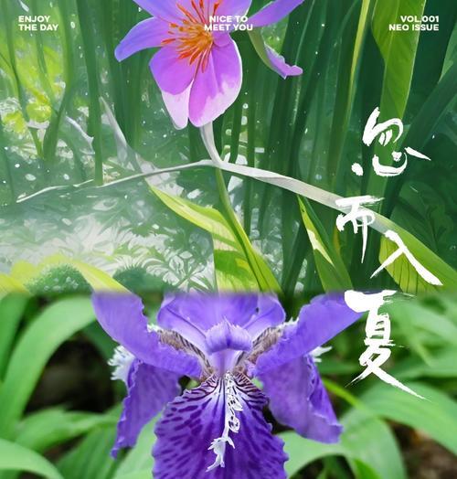 鸢尾花的花语含义是什么？它象征了哪些情感？