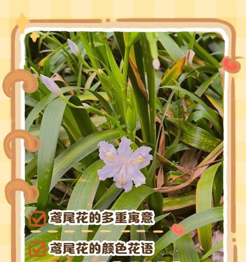 鸢尾花的花语含义是什么？它象征了哪些情感？