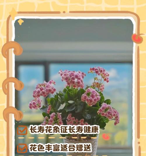 送父亲寓意健康的花是什么？哪些花象征健康和长寿？