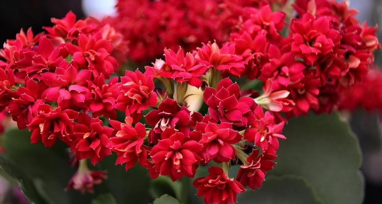 送父亲寓意健康的花是什么？哪些花象征健康和长寿？