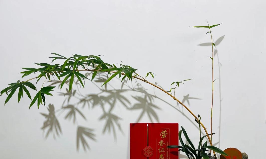 送舅舅的花有哪些选择：适合送给舅舅的花卉及其寓意
