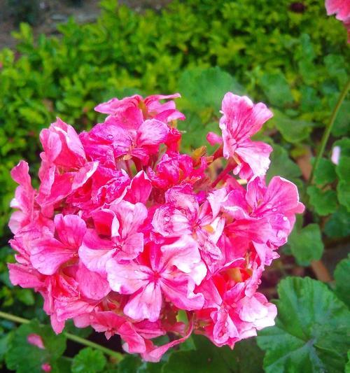 象征回归的花朵有哪些？它们的花语是什么？
