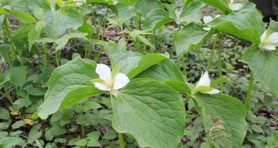 头上戴白花代表什么意义？