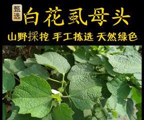 头上戴白花代表什么意义？