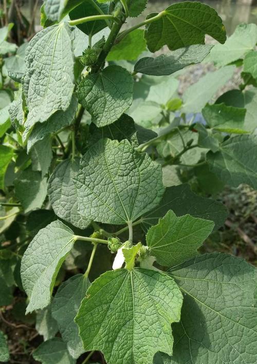 头上戴白花代表什么意义？