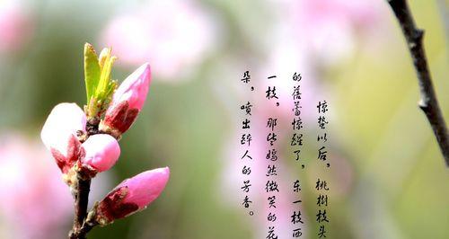 千叶花代表的含义是什么？千叶花象征着什么？