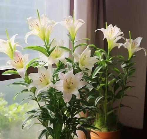 阳台适合摆放什么花？