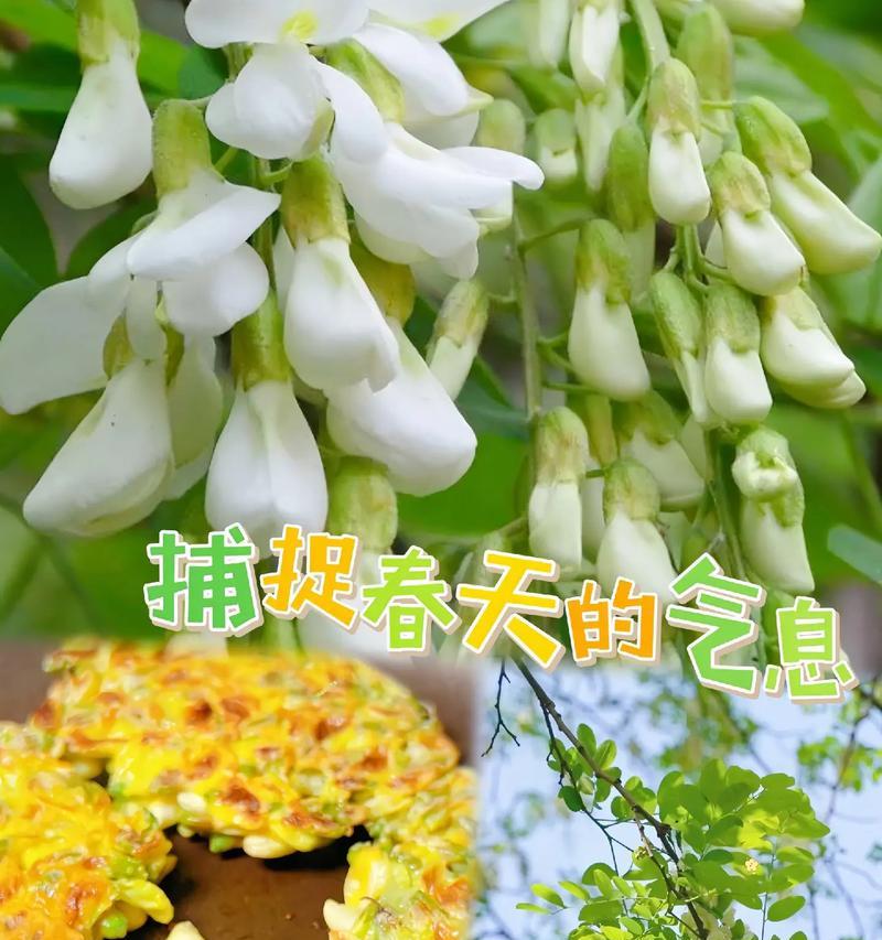 洋槐花的花语是什么？洋槐花的寓意有哪些？