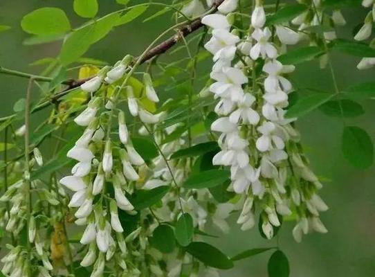 洋槐花的花语是什么？洋槐花的寓意有哪些？