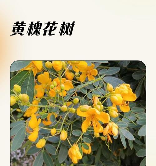 洋槐花的花语是什么？洋槐花的寓意有哪些？