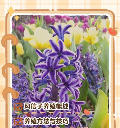 风信子花的花语和表达爱意的方式是什么？
