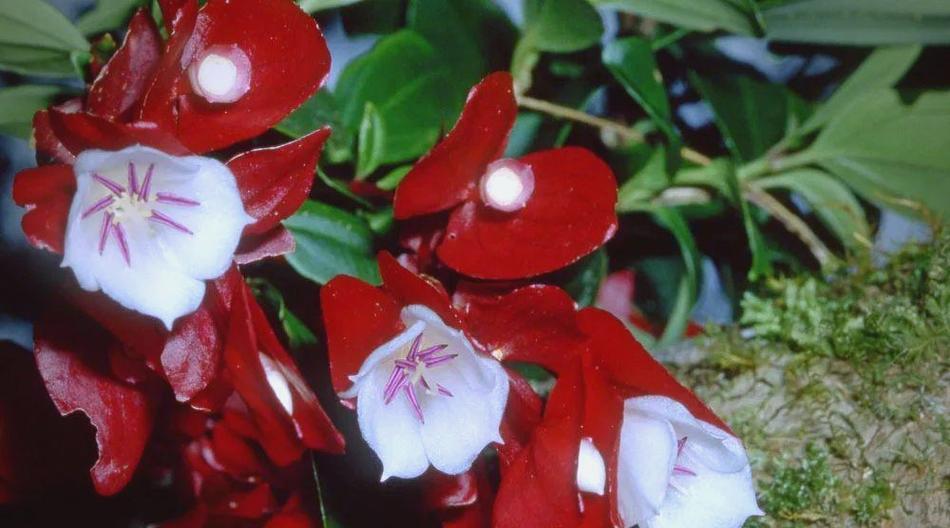 奇特花卉象征着什么？探索奇特花卉的含义是什么？