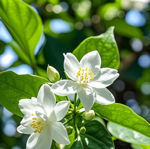 茉莉花象征意义是什么？