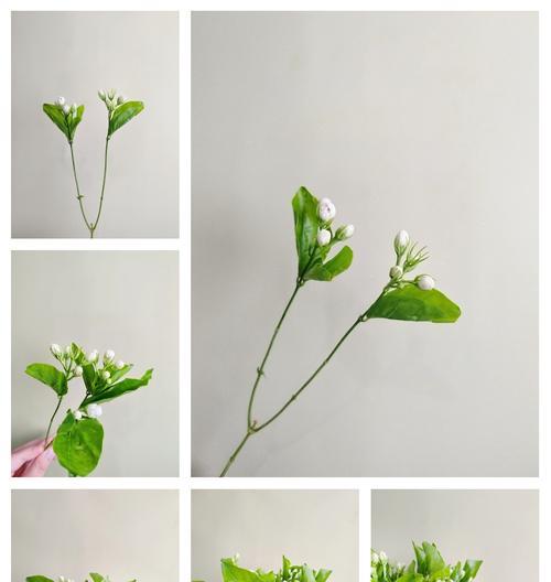 茉莉花象征意义是什么？