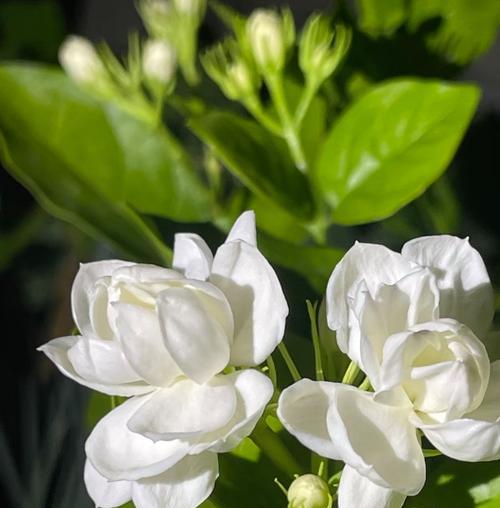 茉莉花象征意义是什么？