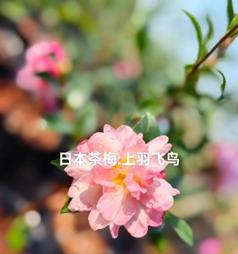 自由飞鸟象征的花卉有哪些？它们的寓意是什么？