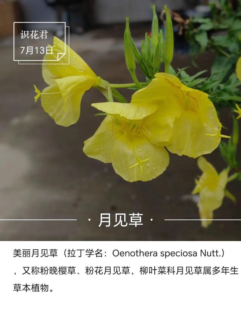 蓝色愤怒象征的花有哪些？探索花卉中的愤怒与抗议
