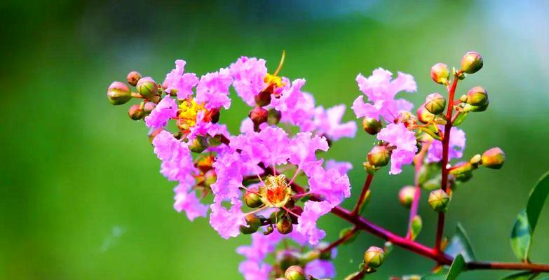 紫薇花象征着什么意义？紫薇花在花卉文化中有哪些特别的含义？