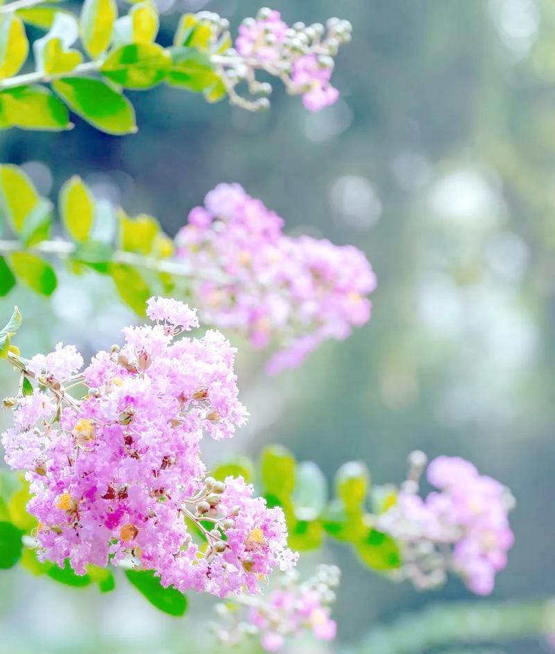 紫薇花象征着什么意义？紫薇花在花卉文化中有哪些特别的含义？